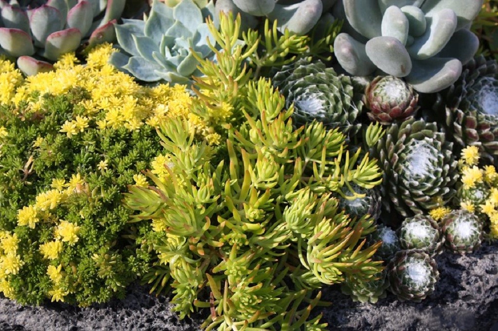 Are Succulents Better Than Flowers?